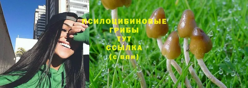 Галлюциногенные грибы MAGIC MUSHROOMS  omg как войти  Кунгур 